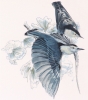 WHITE BREASTED NUTHATCH by Ed French