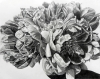 Peony Perfection by Reenie Kennedy