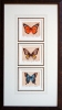 Butterfly Triptych by Mark Thompson