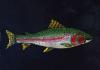 Rainbow Trout  Acrylic enhanced giclee print matted by Patsi Pohle