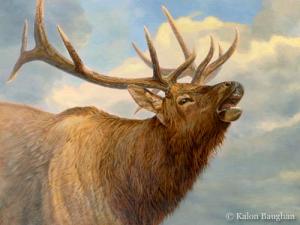 Elk Portrait  Kalon Baughan
